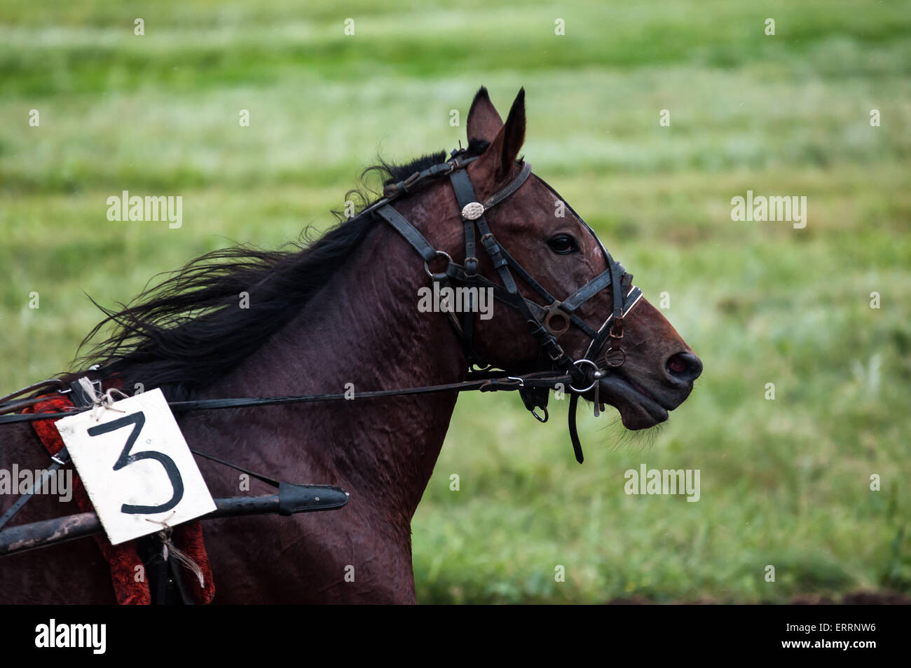 Horse Racing è un tipo di test cavalli sulla giocosità (velocità), con la quale si conclude sulla idoneità per ulteriore allevamento (utilizzare th Foto Stock