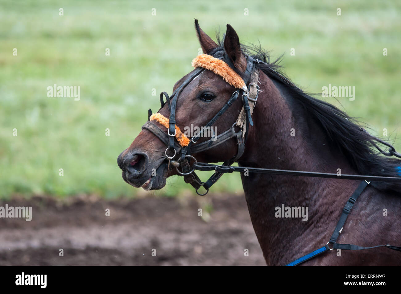 Horse Racing è un tipo di test cavalli sulla giocosità (velocità), con la quale si conclude sulla idoneità per ulteriore allevamento (utilizzare th Foto Stock