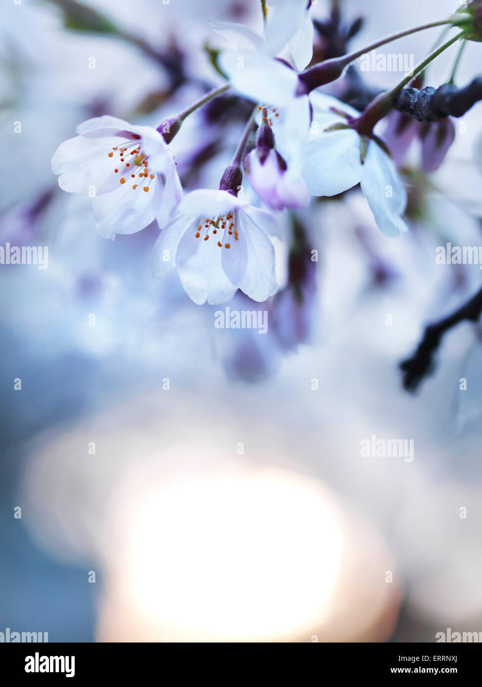 Il Ciliegio fiorisce in luce del sole di mattina, artistico closeup Foto Stock
