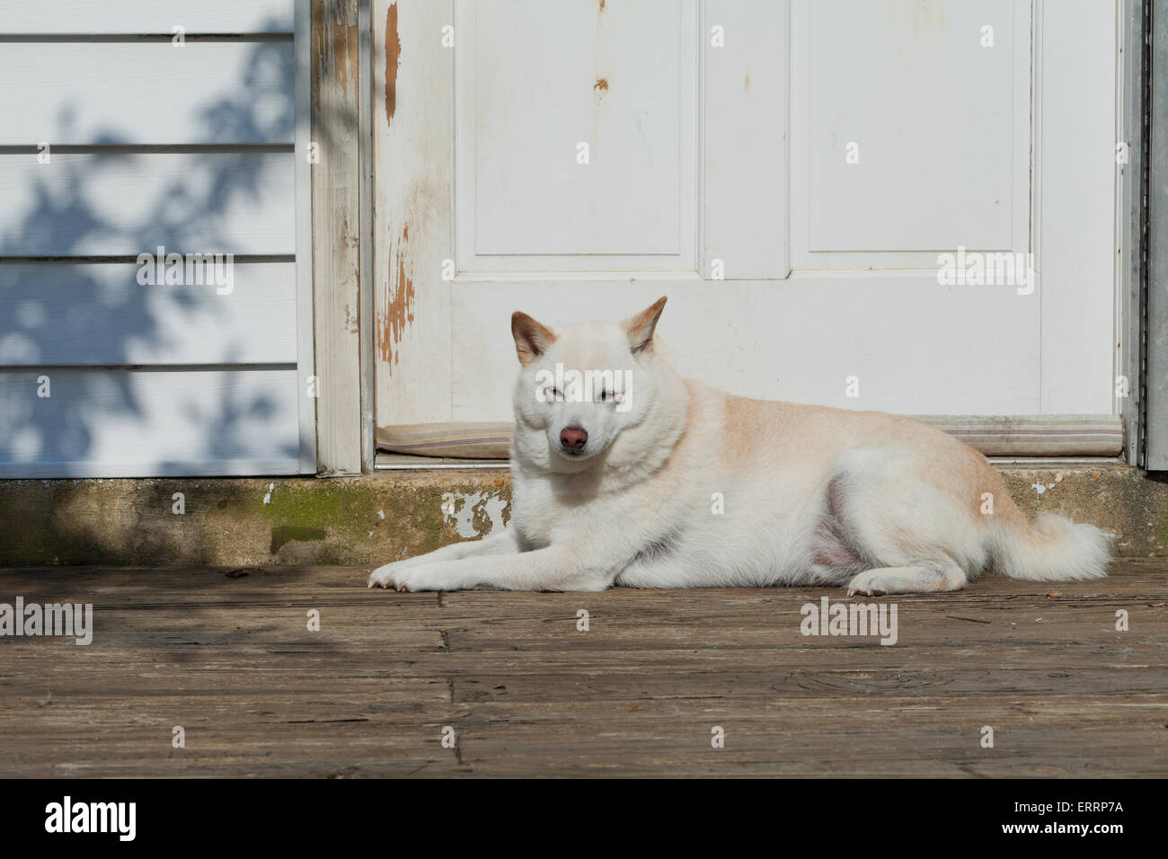 Shiba Inu cane in appoggio la parte anteriore dello sportello - USA Foto Stock