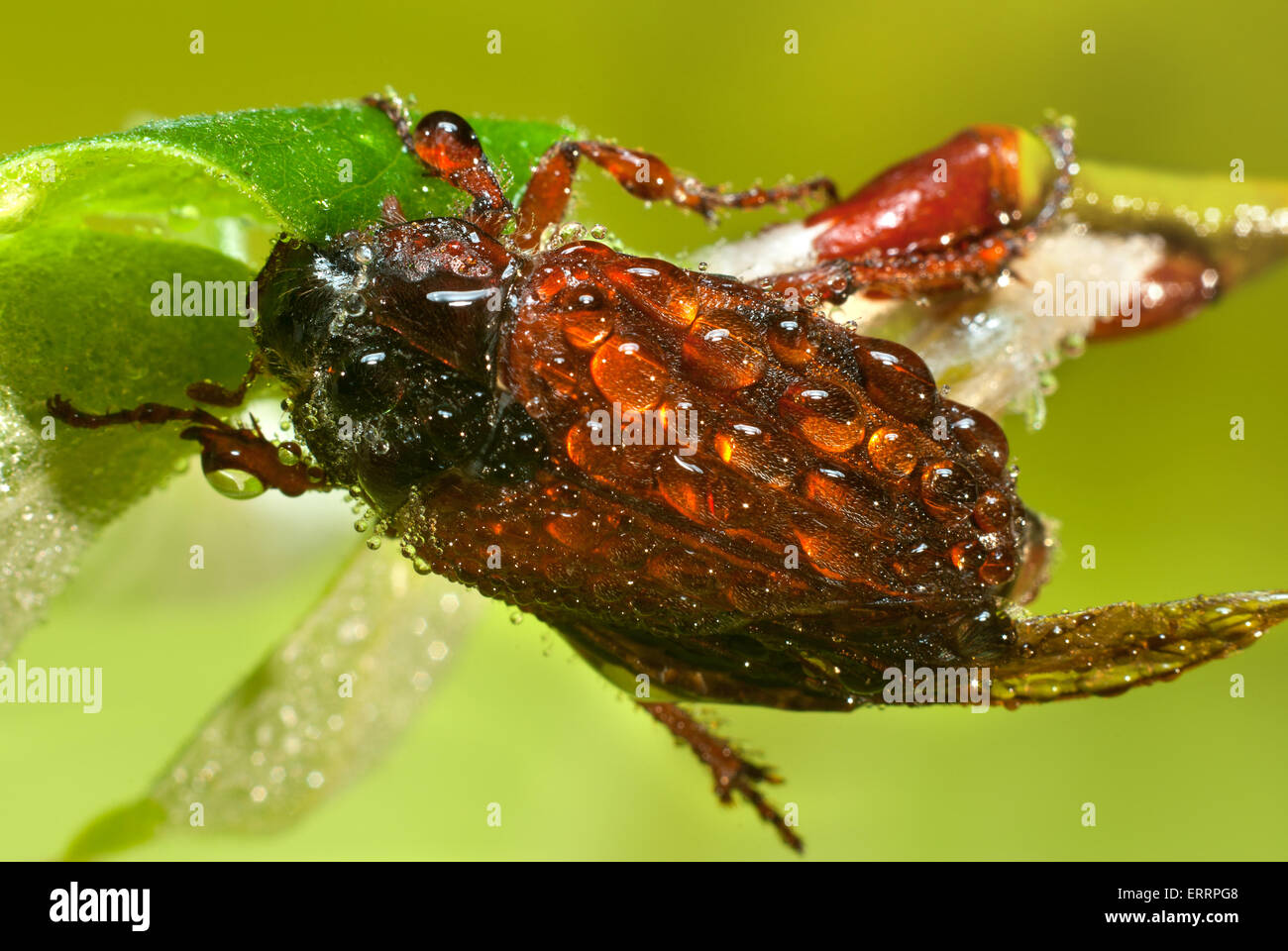 (Melolontha melolontha).maggio-bug di rugiada. Foto Stock