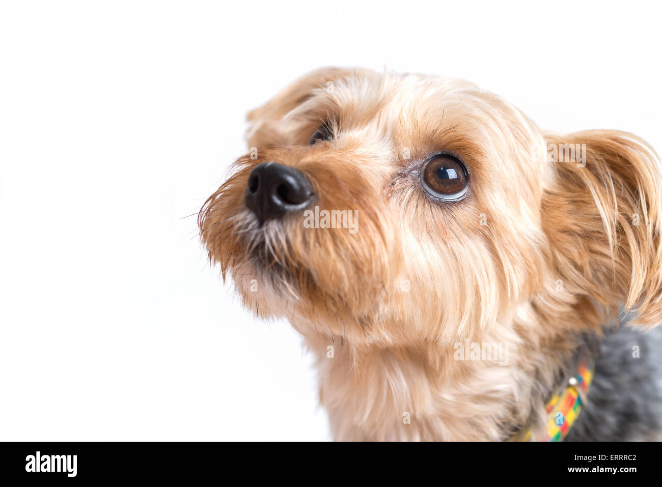 Un simpatico Yorkshire terrier guardando il suo proprietario isolato su uno sfondo bianco. Foto Stock