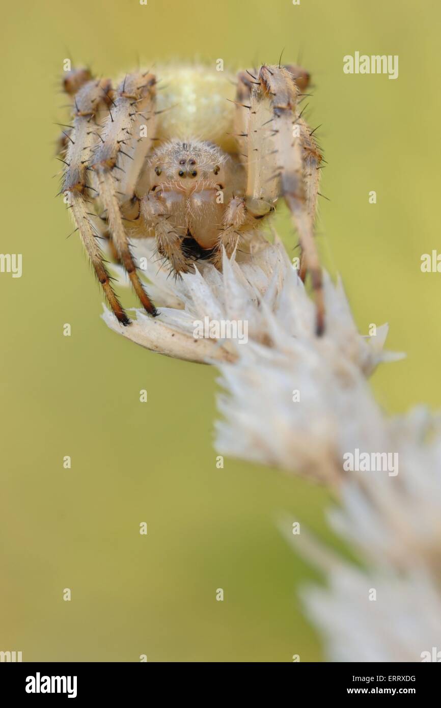 Quattro-spotted cross spider Foto Stock