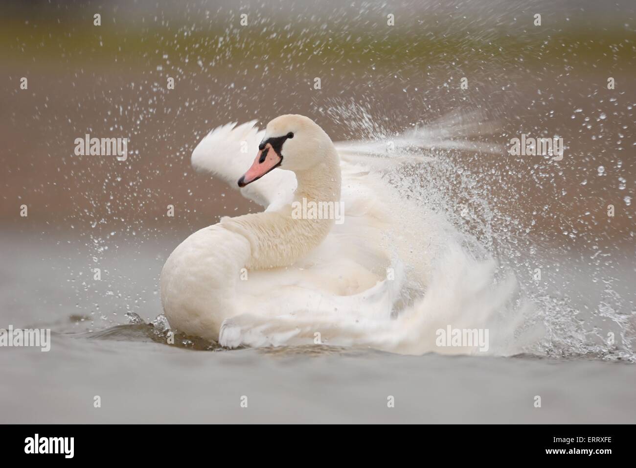 Cigno reale Foto Stock