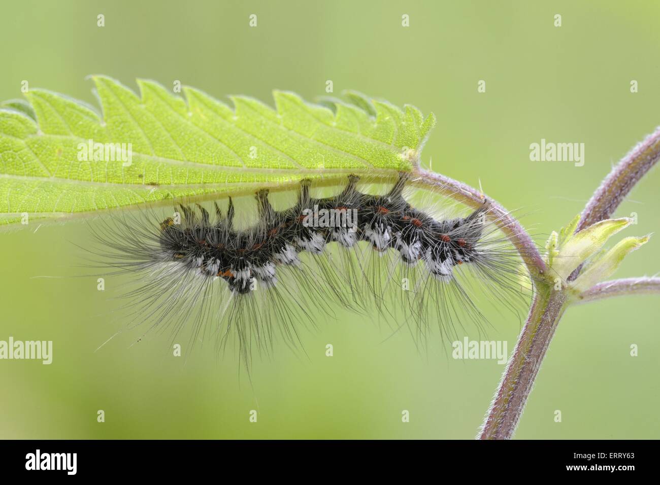 Goldtail moth grub Foto Stock