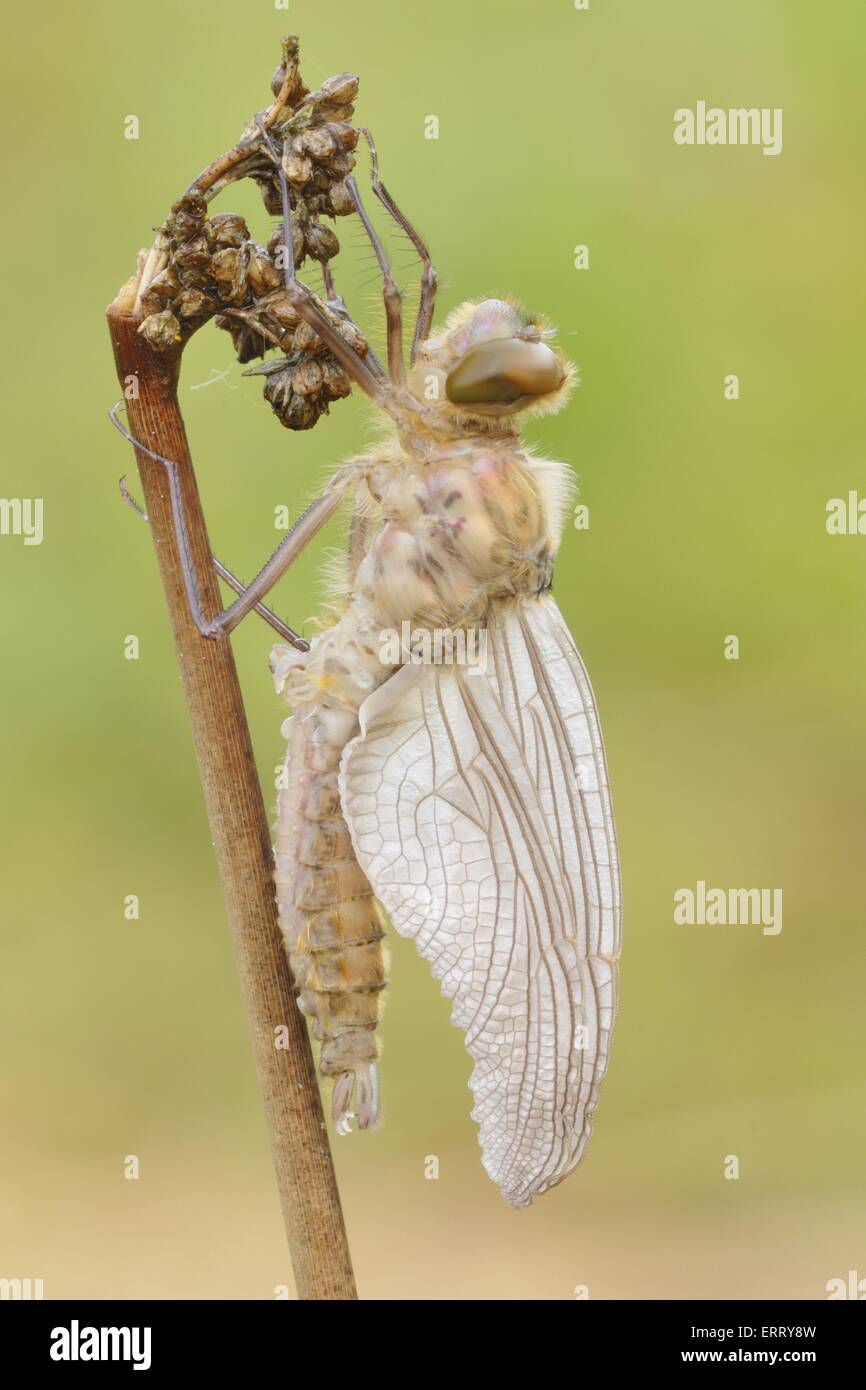 Downy Smeraldo Foto Stock