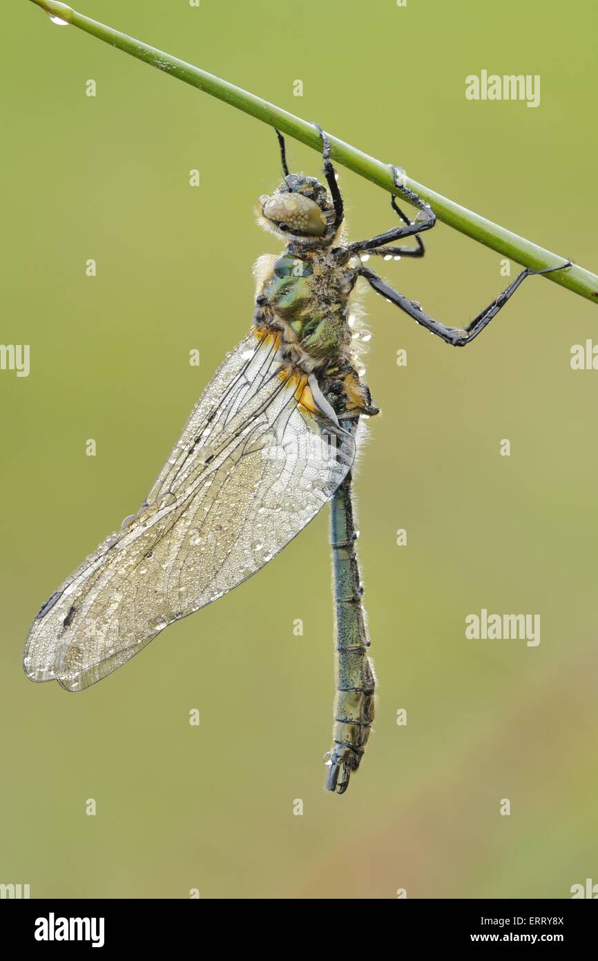 Downy Smeraldo Foto Stock