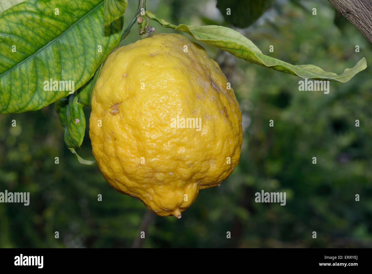 Citron Fuit su bush - Citrus medica Oniginally dalla Cina Foto Stock