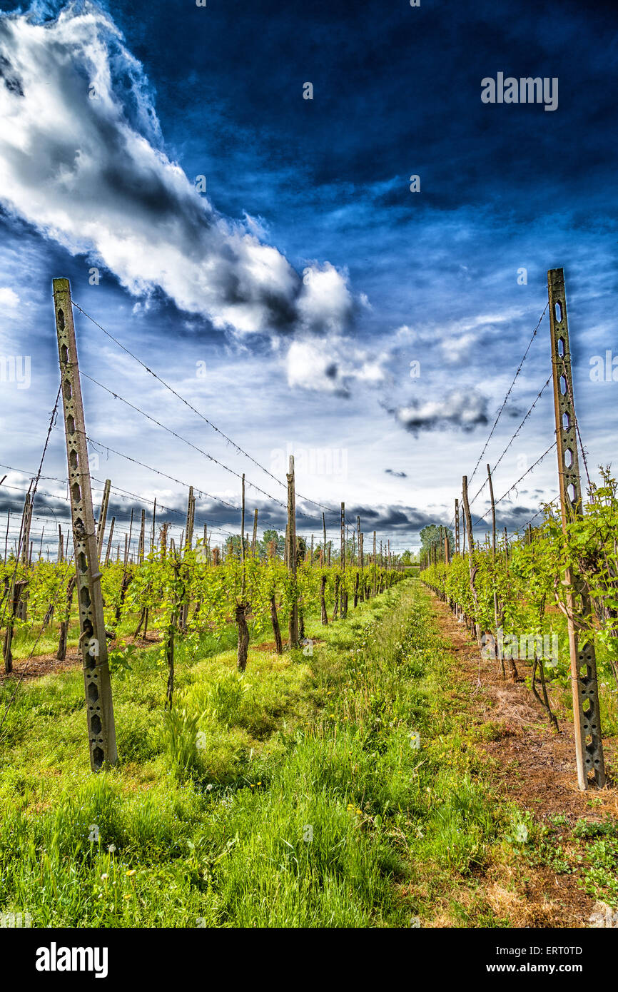 Verde di vigneti nella campagna italiana disposti in righe secondo i principi della moderna agricoltura Foto Stock