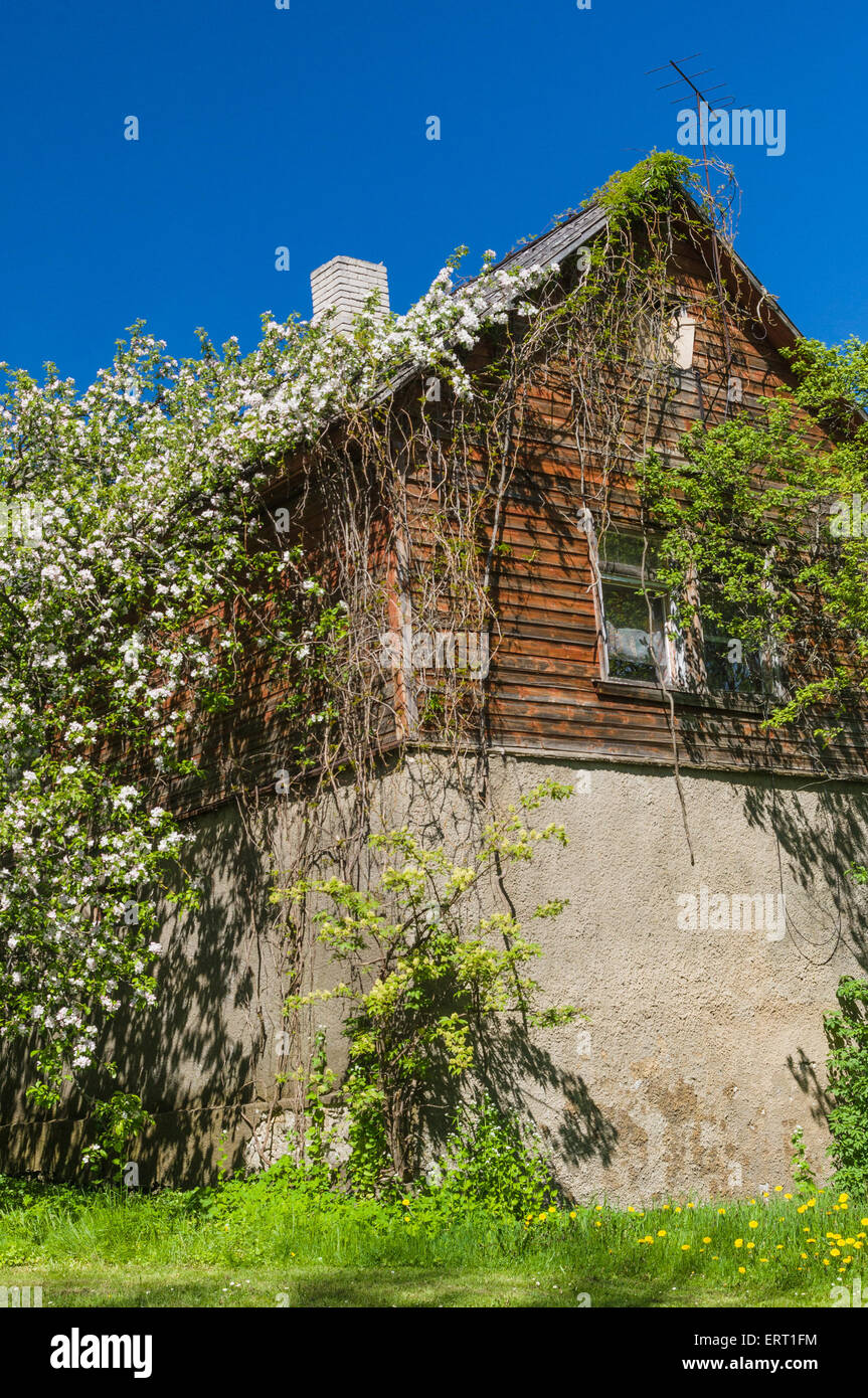 Rustico casa in legno coperto da fiori sotto il cielo blu Foto Stock