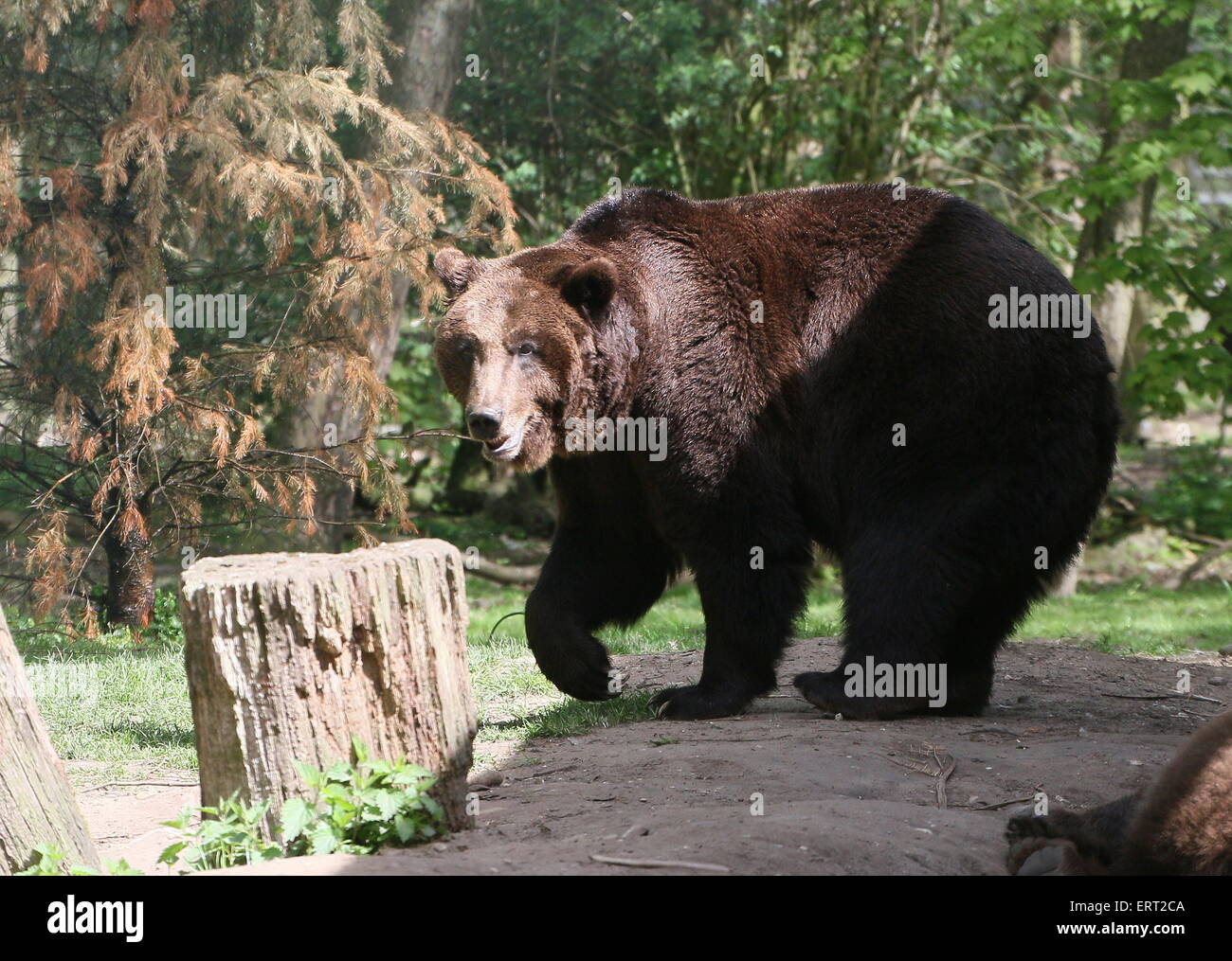Close-up di un maschio Eurasian orso bruno in Ouwehands Rhenen Zoo, Paesi Bassi Foto Stock