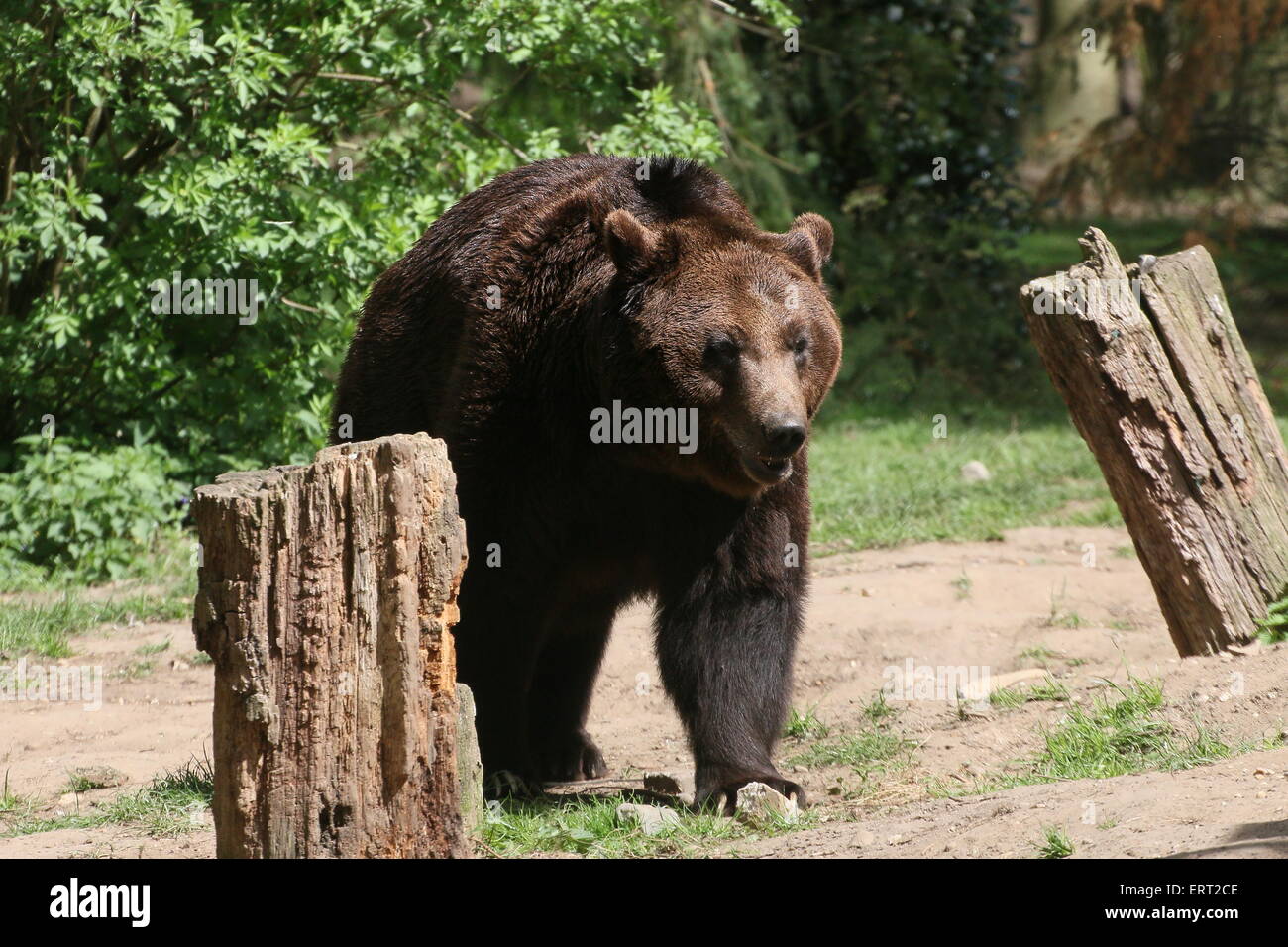 Europeo maschio orso bruno a piedi Foto Stock