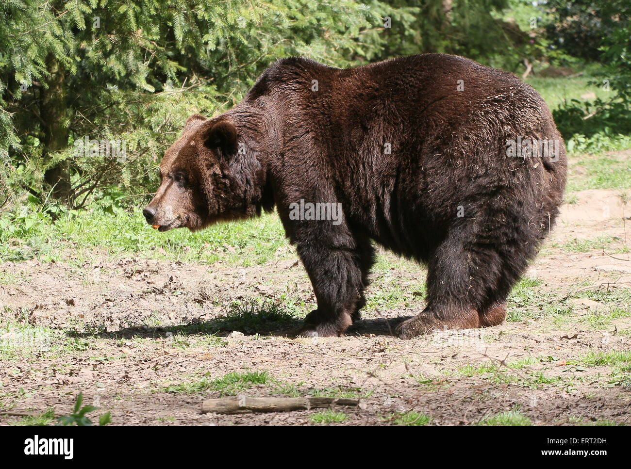 Close-up di un maschio Eurasian orso bruno a piedi attraverso una foresta impostazione Foto Stock