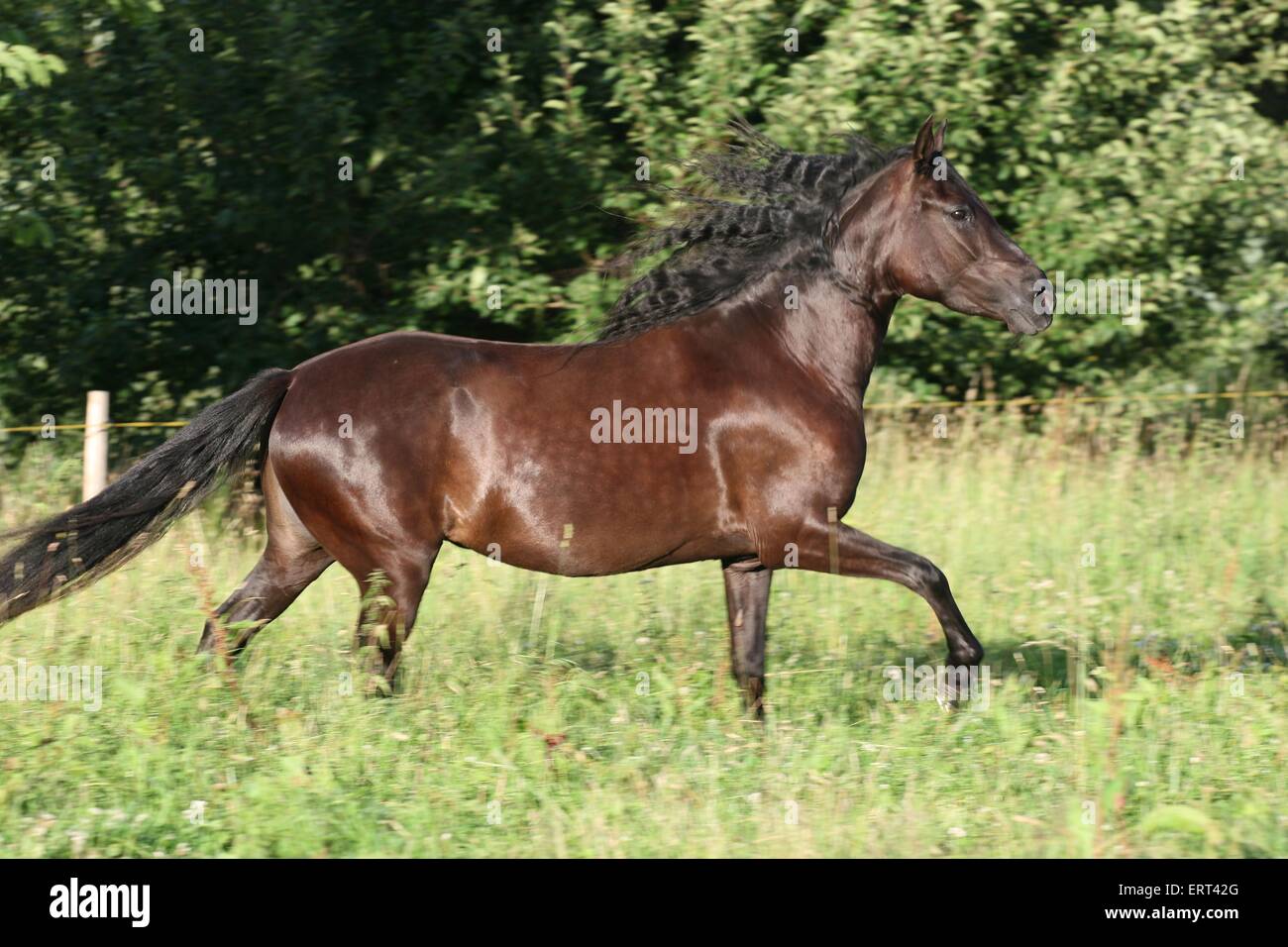 Paso Fino Foto Stock