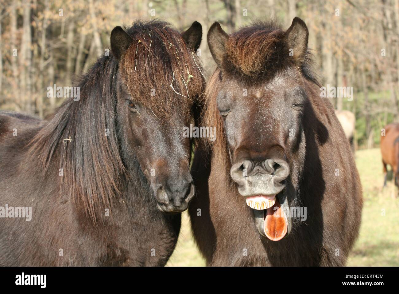 Cavallo islandese ritratto Foto Stock