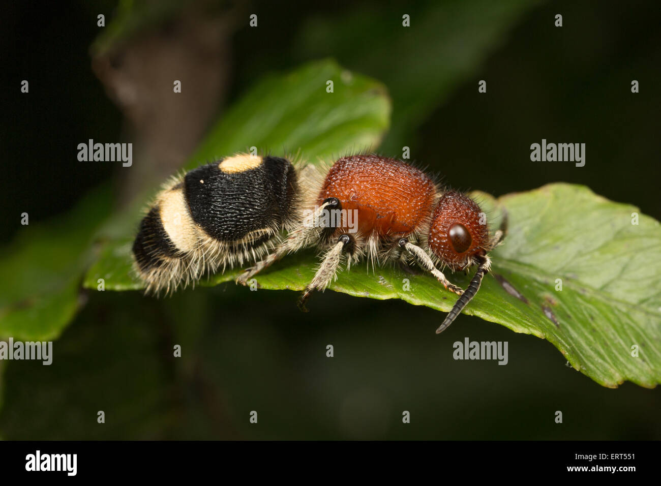 Il Mutillidae sono una famiglia di più di 3.000 specie di vespe cui wingless femmine assomigliano a grandi, hairy formiche. Foto Stock