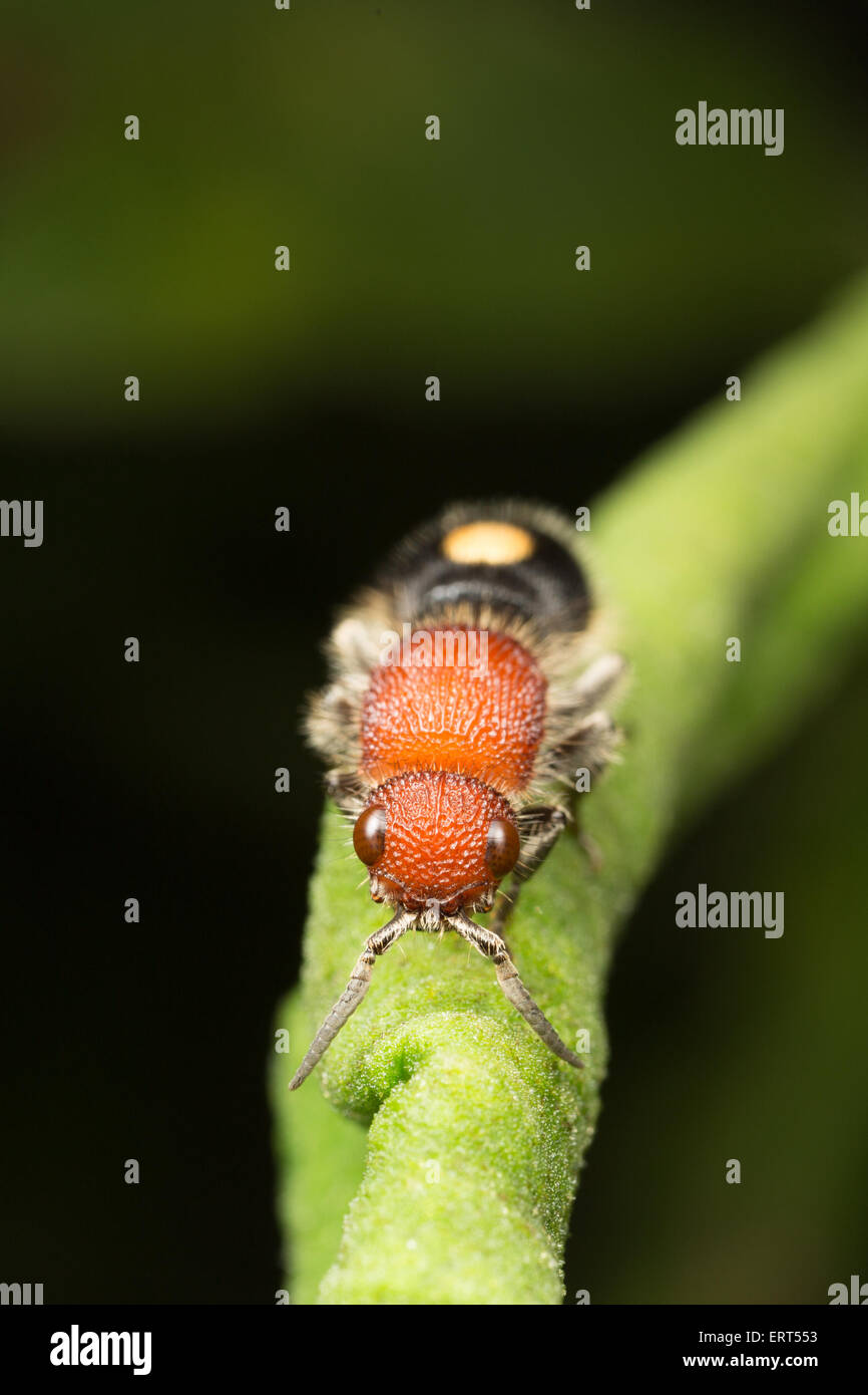Il Mutillidae sono una famiglia di più di 3.000 specie di vespe cui wingless femmine assomigliano a grandi, hairy formiche. La loro luminosa Foto Stock