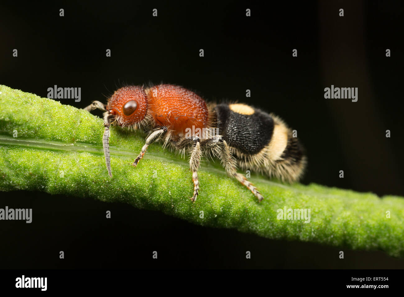 Il Mutillidae sono una famiglia di più di 3.000 specie di vespe cui wingless femmine assomigliano a grandi, hairy formiche. La loro luminosa Foto Stock