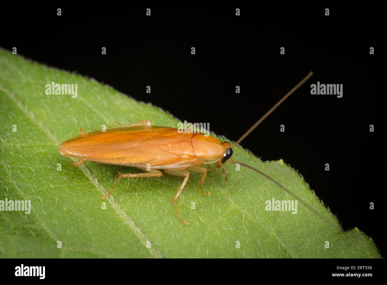 Una foresta scarafaggio. Gli scarafaggi sono insetti dell'ordine Blattodea, talvolta chiamato Blattaria. Foto Stock