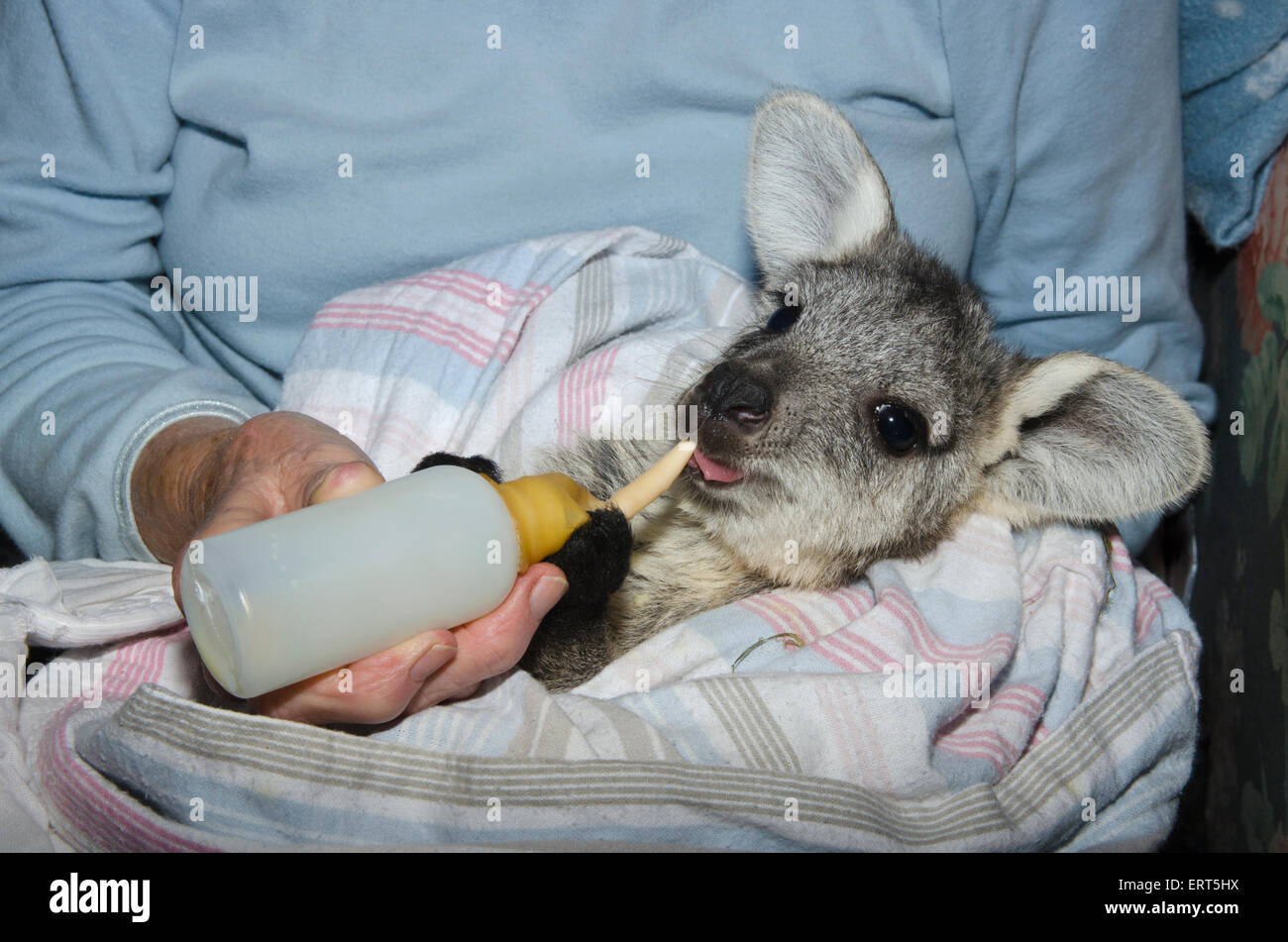 Un caregiver alimentare un salvato Wallaroo comune joey, Macropod robustus. Foto Stock