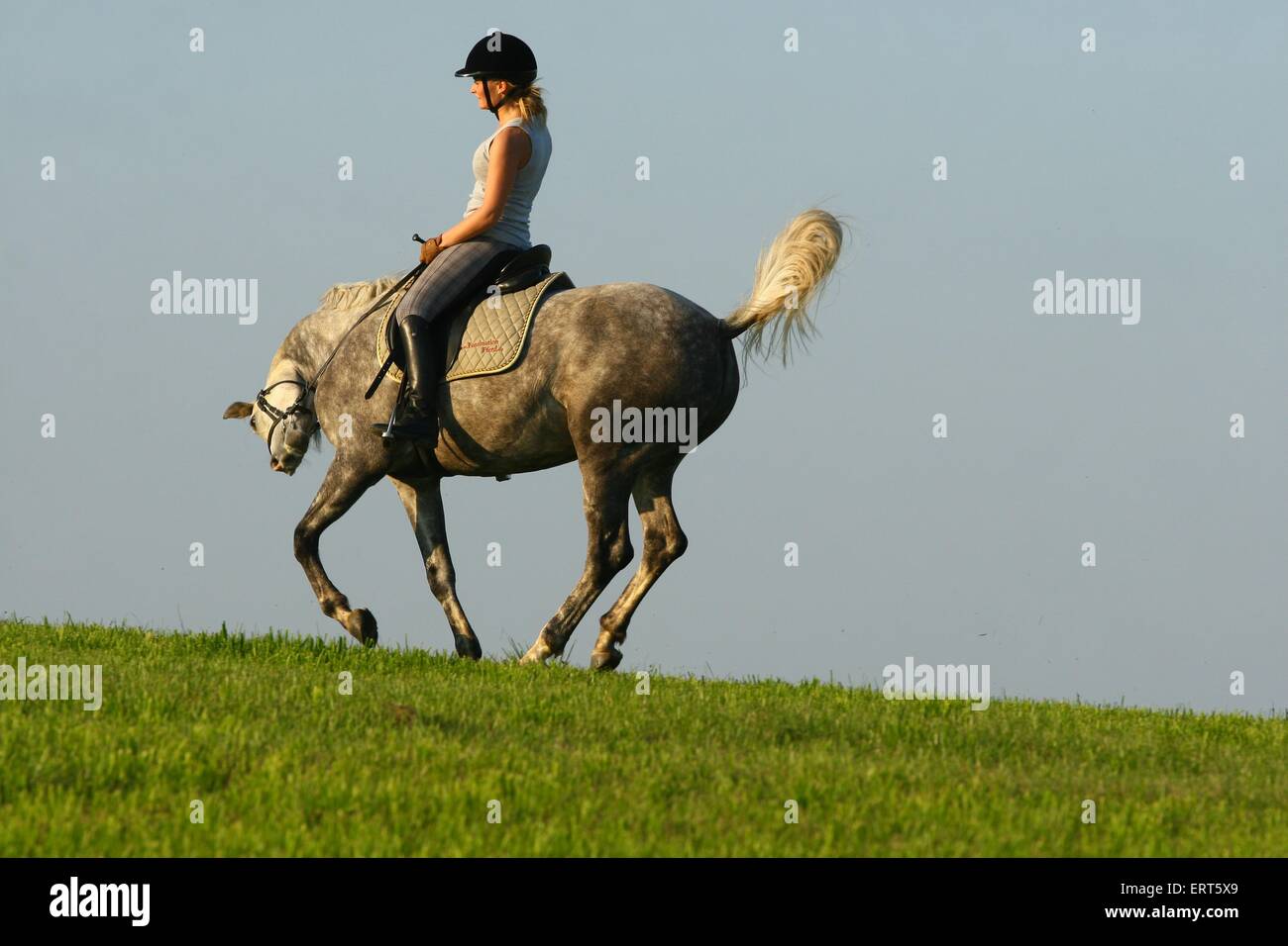 Comportamento del cavallo immagini e fotografie stock ad alta risoluzione -  Alamy