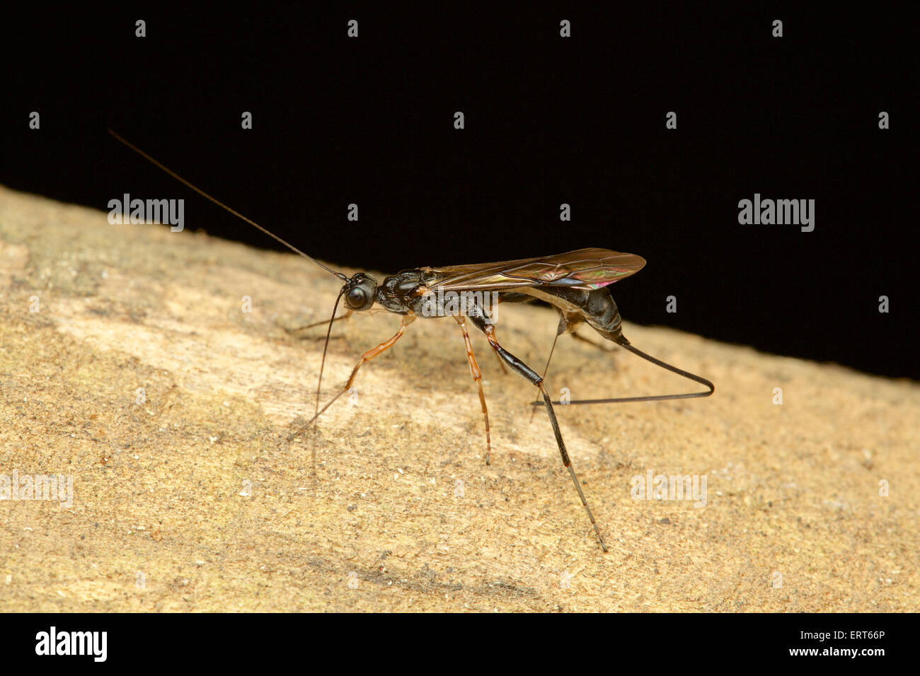 Ichneumon Wasp, Femmina deposizione delle uova con ovipositor. Il ovipositor è un organo utilizzato da alcuni animali per la deposizione delle uova. Foto Stock