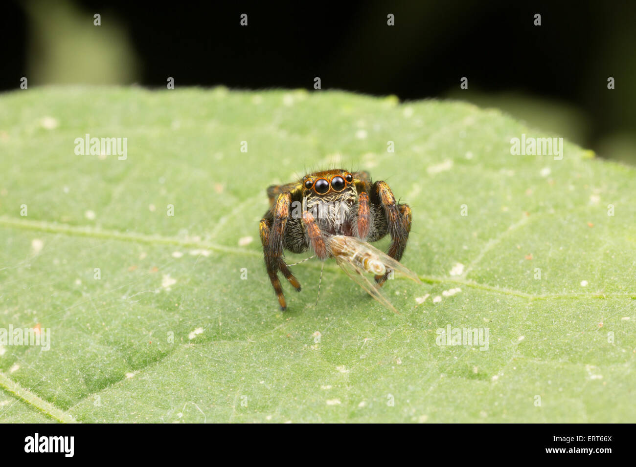 Una jumping spider (Famiglia Salticidae) fotografato in Kaeng Krachan National Park, Thailandia. Foto Stock