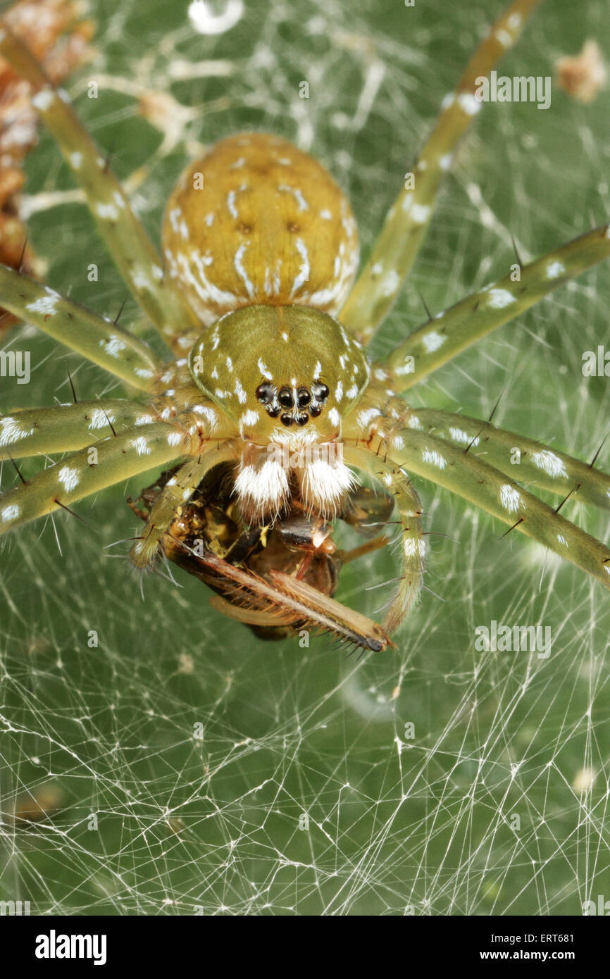 Un vivaio di Web Spider, Pisauridae sp. con la preda. Foto Stock