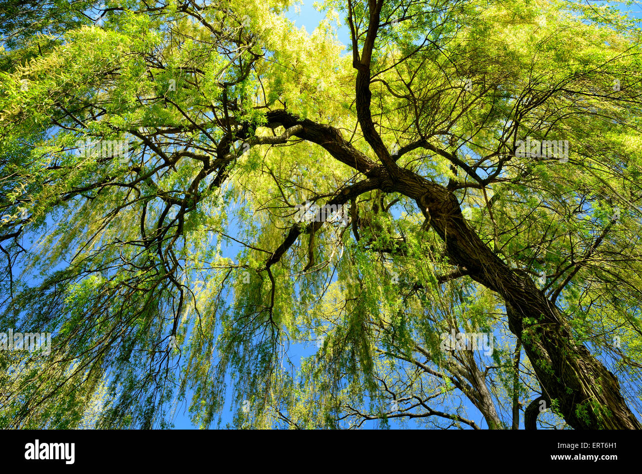 Il worm-eye view di un fresco verde salice piangente con molla chiaro cielo blu in background Foto Stock