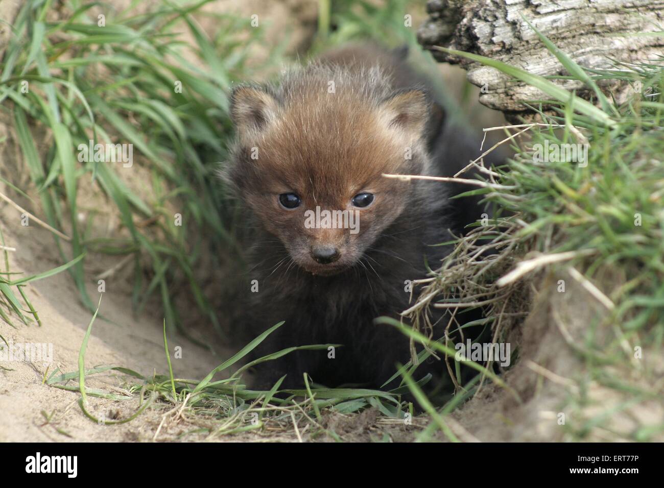 cub della volpe rossa Foto Stock