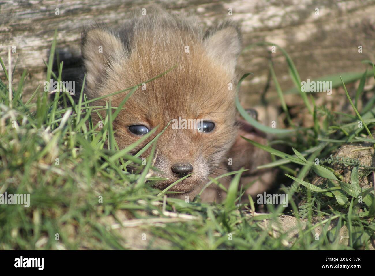 cub della volpe rossa Foto Stock