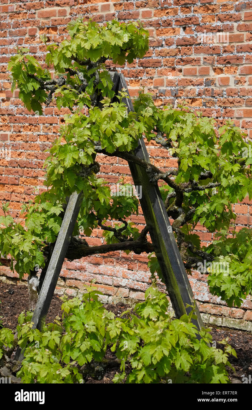 Outdoor vitigno sostegno nel giardino murato, Norfolk, Inghilterra Foto Stock