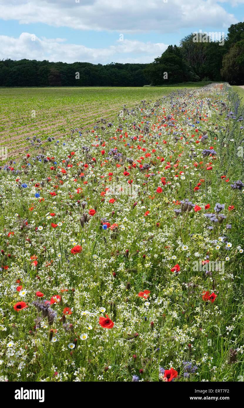 Prato di fiori selvaggi, holkham, North Norfolk, Inghilterra Foto Stock
