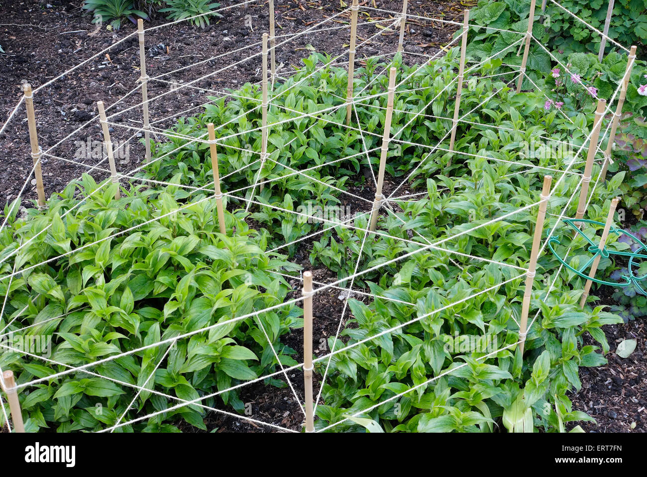 Supporto vegetale canne e stringa nel giardino, Norfolk, Inghilterra Foto Stock