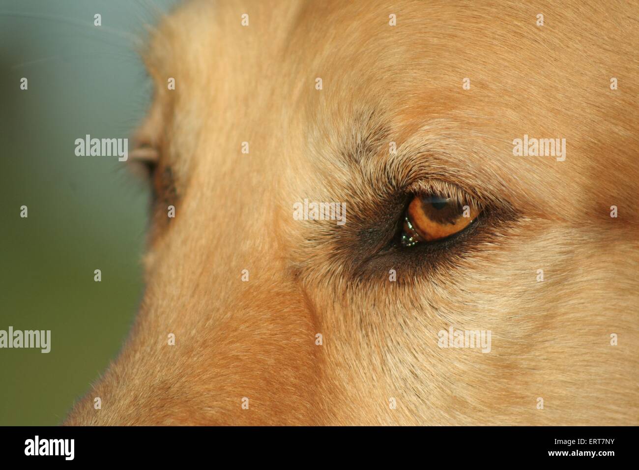 occhi di cani Foto Stock