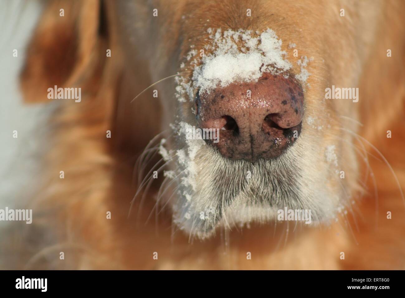 Il Golden Retriever naso Foto Stock