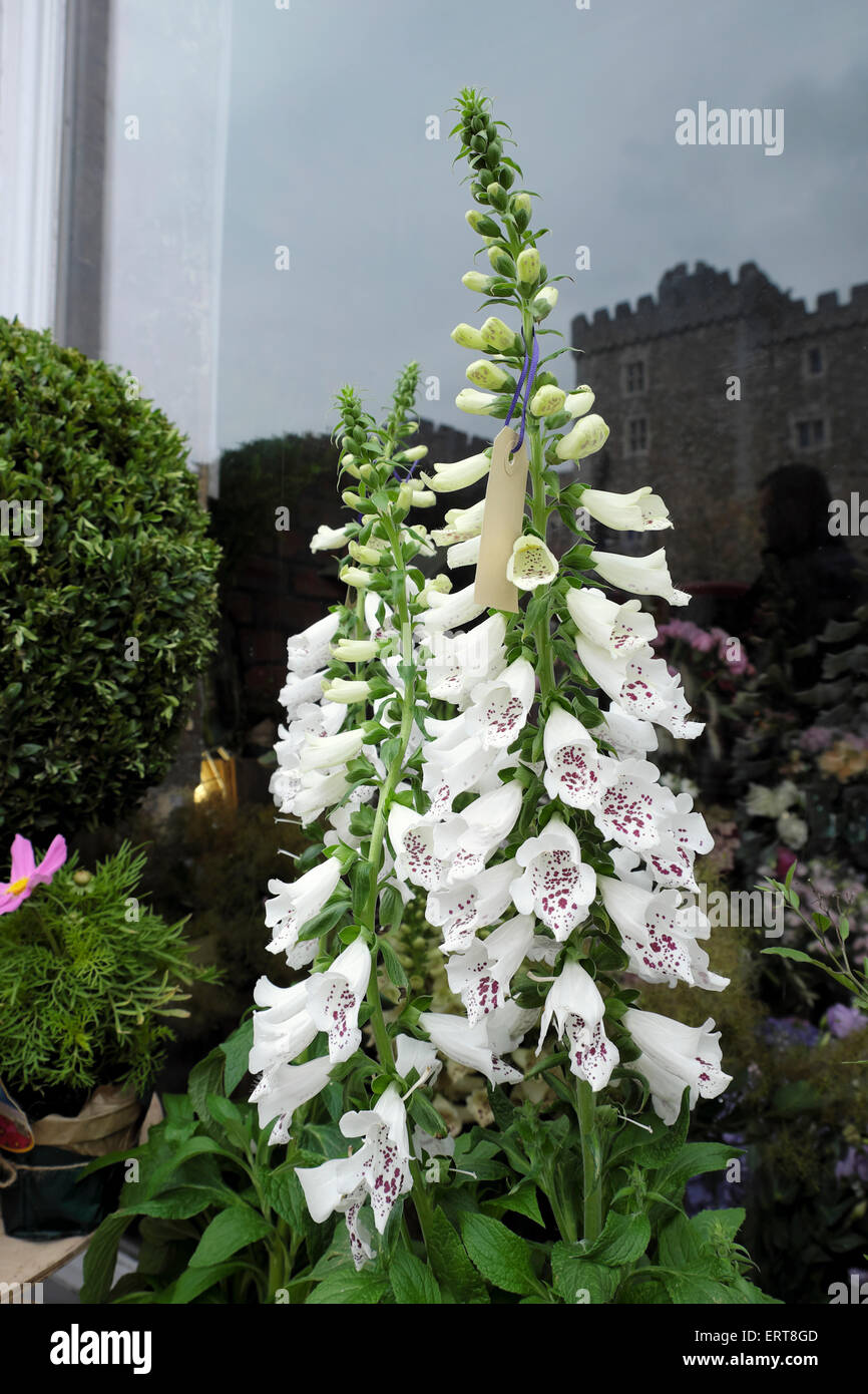 White foxgloves Digitalis purpurea alba in Forbesfield fioraio finestra nel giugno del vicino Castello di Cardiff Cardiff Wales UK KATHY DEWITT Foto Stock