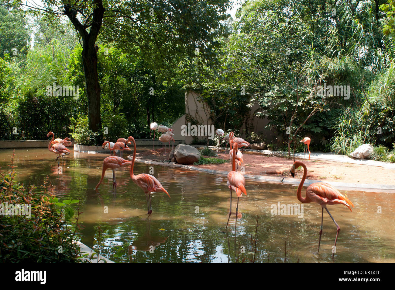 Fenicotteri rosa. Lo Zoo di Shanghai è il principale il giardino zoologico nel distretto di Changning nella città cinese di Shanghai. Dopo una mezza centur Foto Stock