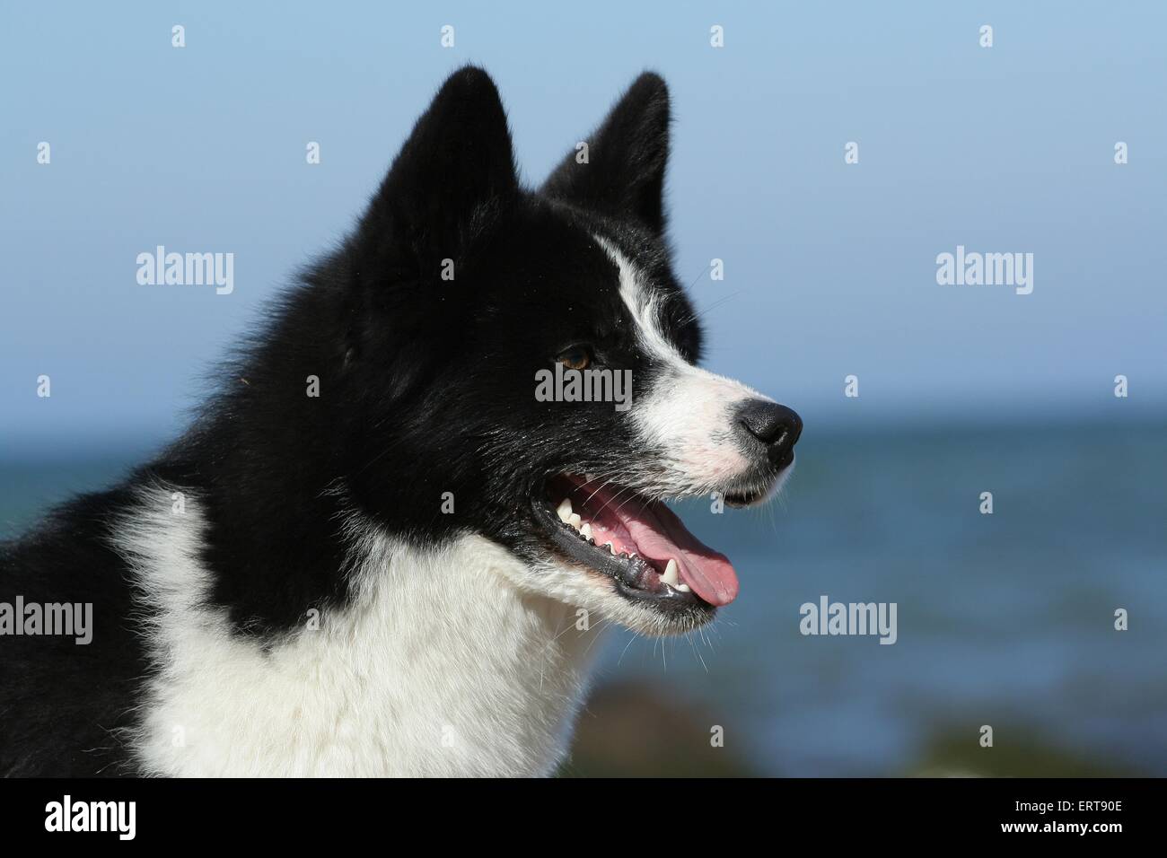 Karelian Bear Dog Foto Stock
