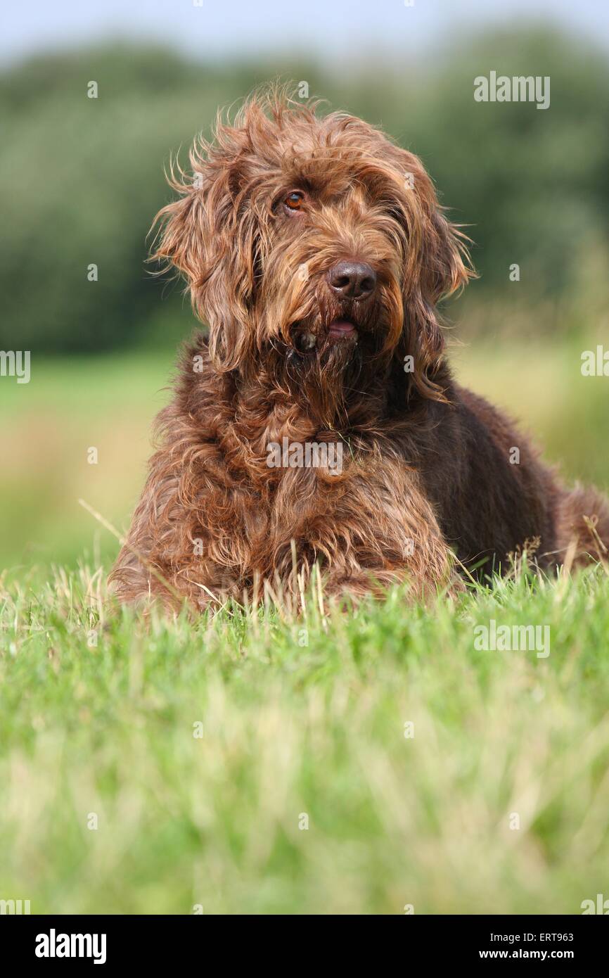 Il tedesco rotto rivestite di cane di puntamento Foto Stock