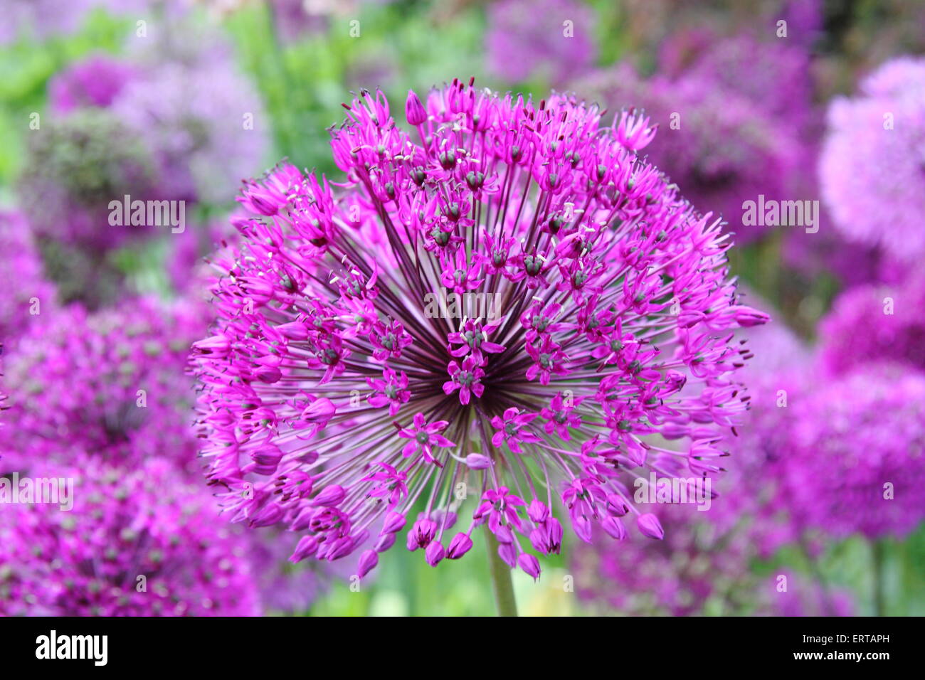 Un aglio olandese "Viola sensazione' (allium Hollandicum) Testa di fiori in piena fioritura in un paese di lingua inglese garden England Regno Unito Foto Stock