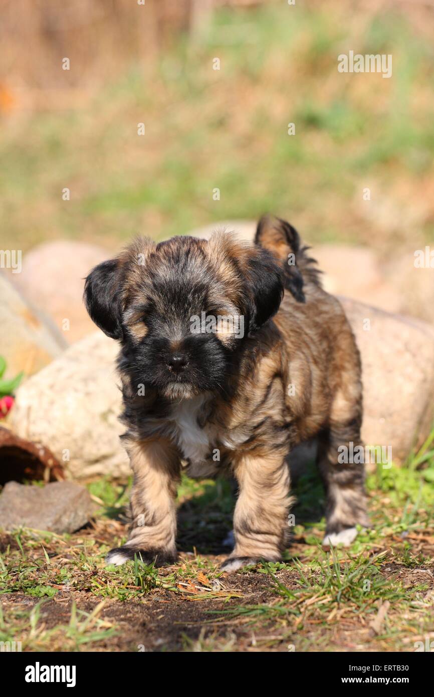 Tibetan Terrier cucciolo Foto Stock