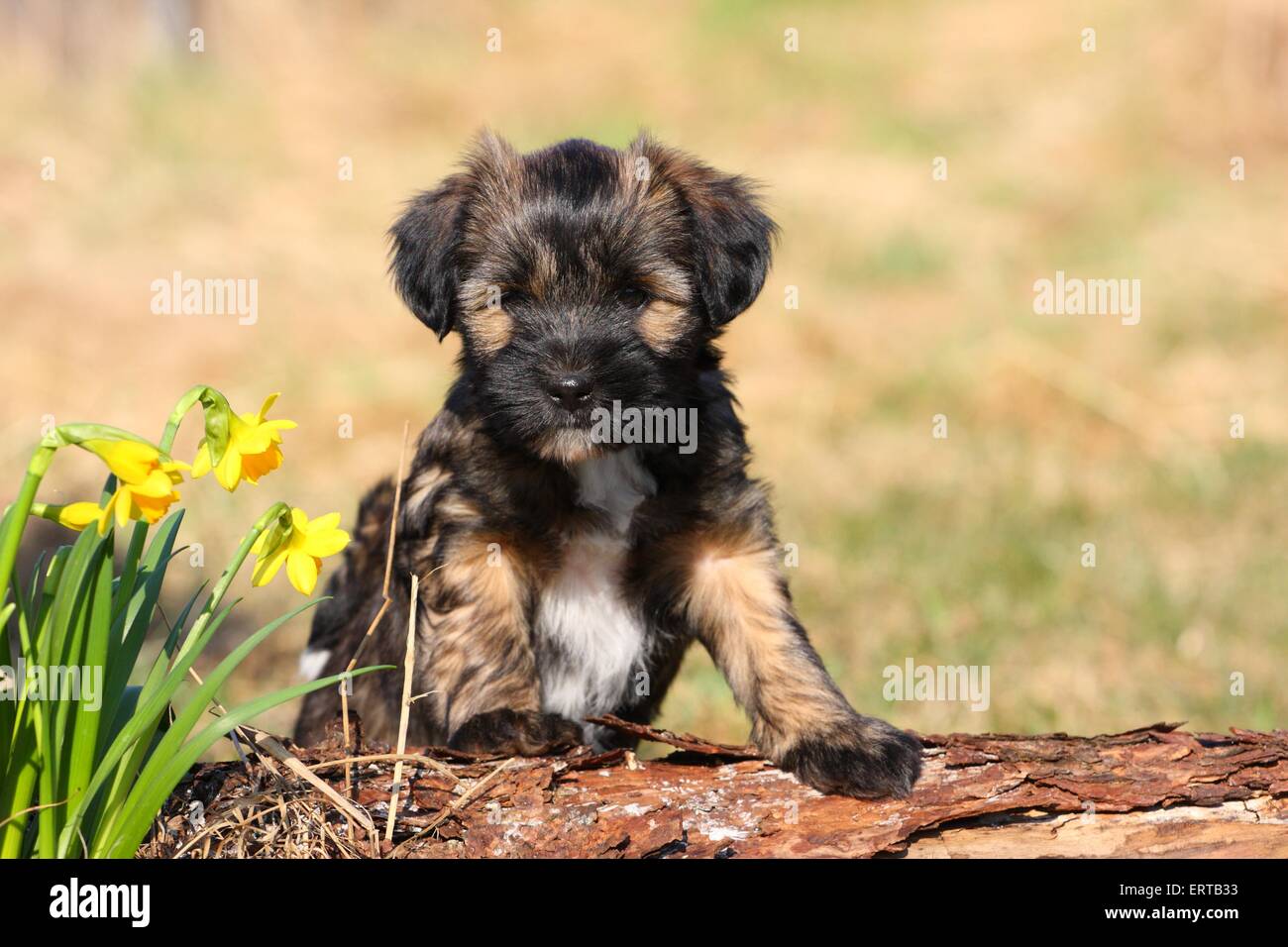 Tibetan Terrier cucciolo Foto Stock