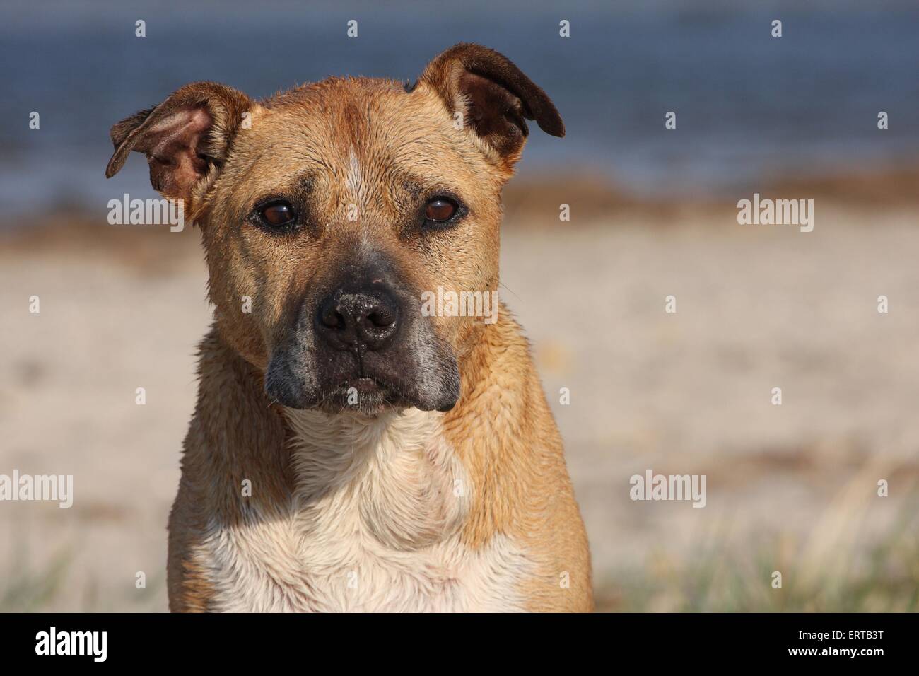 American Staffordshire Terrier ritratto Foto Stock