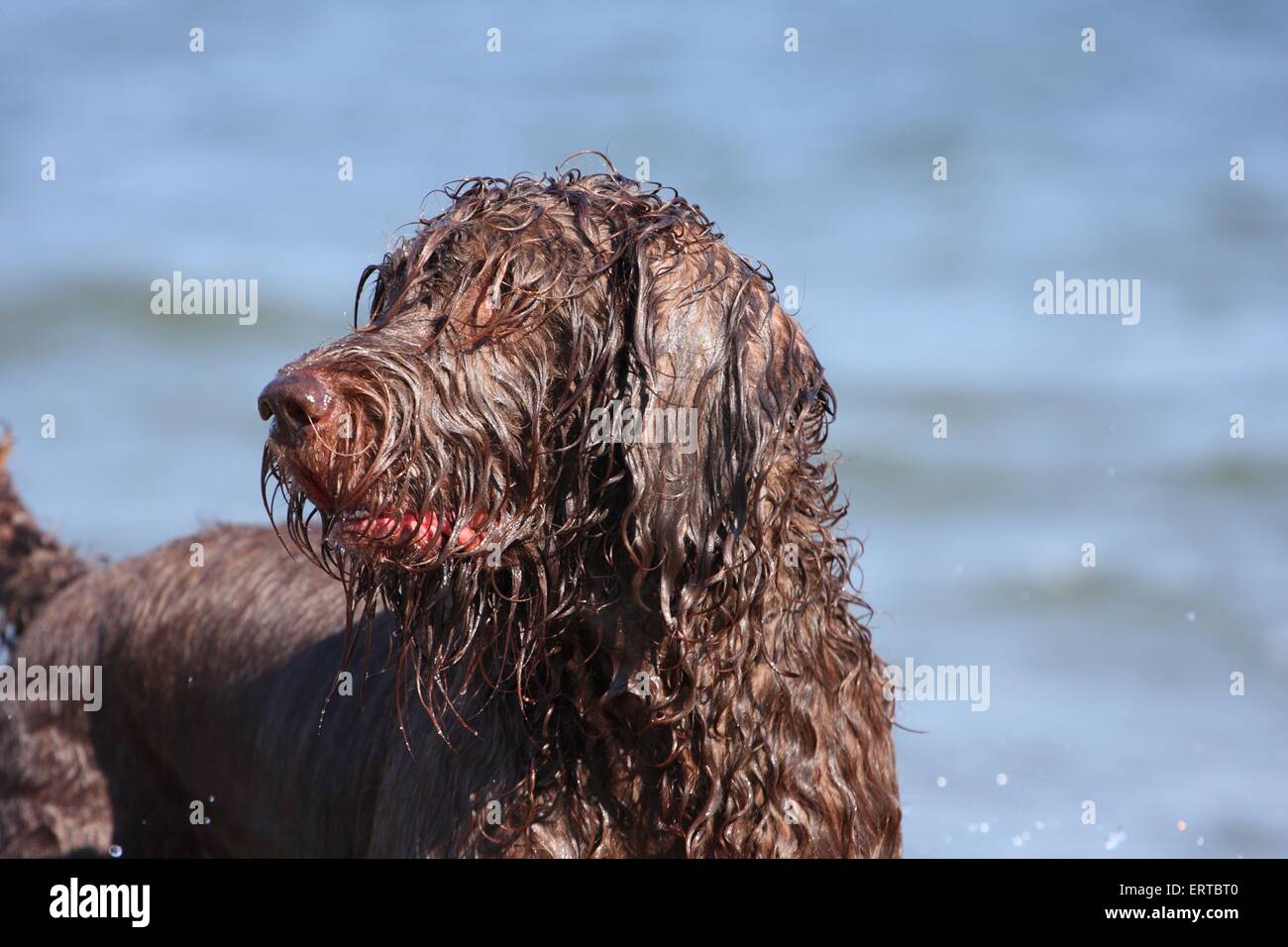 Il tedesco rotto rivestite di cane di puntamento verticale Foto Stock