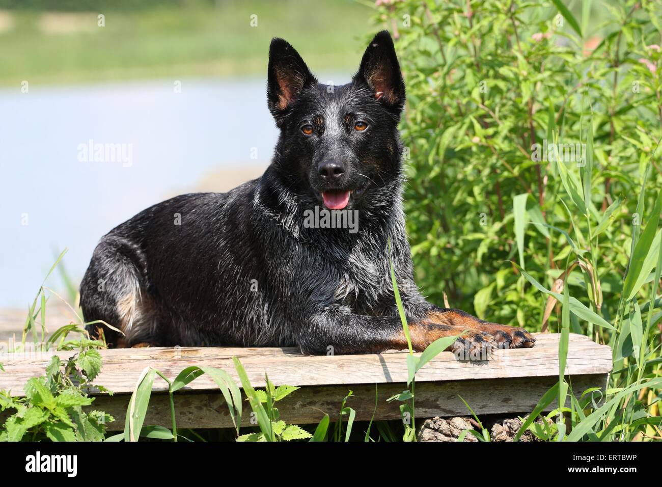 Giacente Miniature pinscher Foto Stock