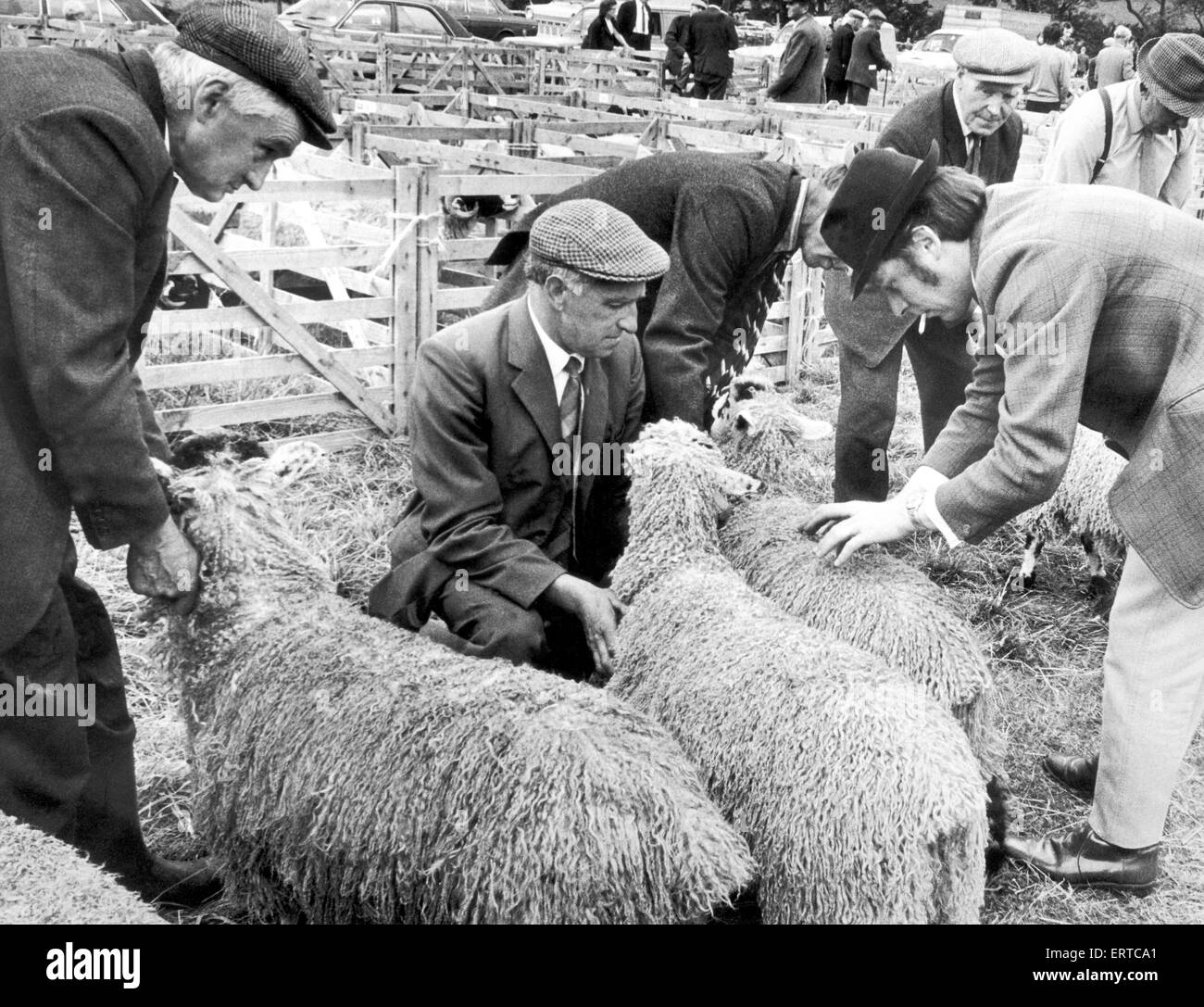 Occupato a giudicare le pecore Teeswater classe al 113Danby Show è il signor T Addison. Il 17 agosto 1972. Foto Stock