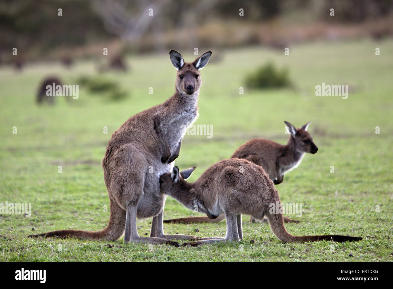 I canguri. Deep Creek Conservation Park, Flerieu Peninsula, Sud Australia. Foto Stock