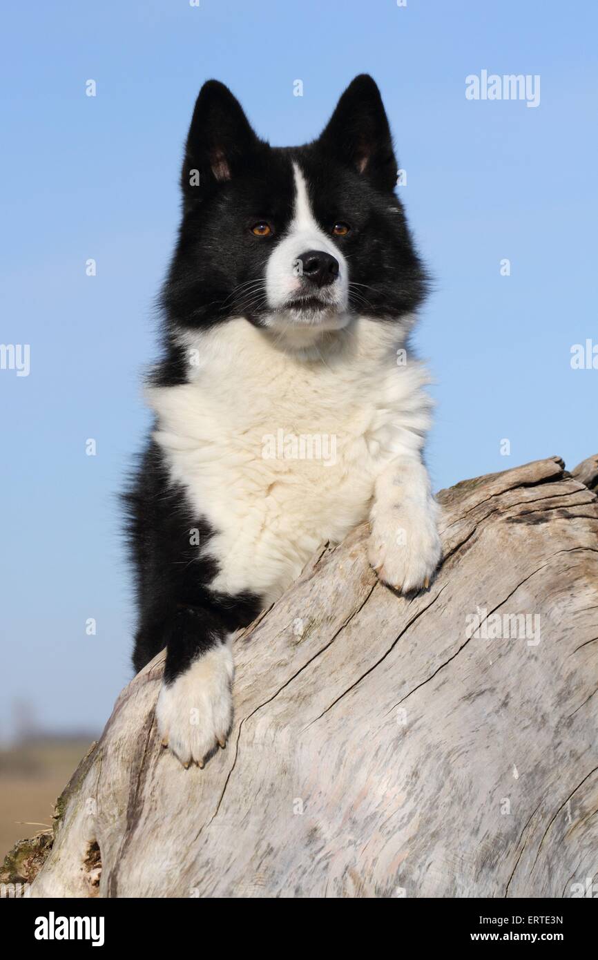 Karelian Bear Dog ritratto Foto Stock