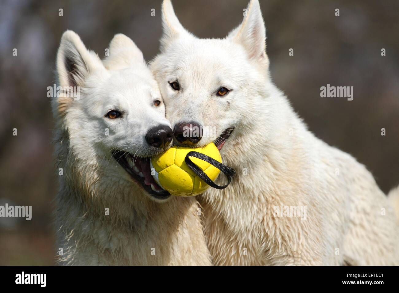 2 Bianco pastori svizzeri Foto Stock